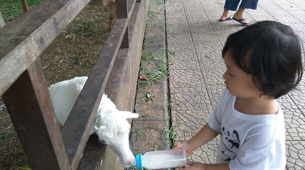 memberi susu kambing - susu disediakan oleh pengelola dapat dibeli harga Rp. 15.000,-